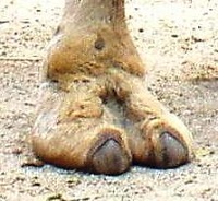 Camel toe's Avatar